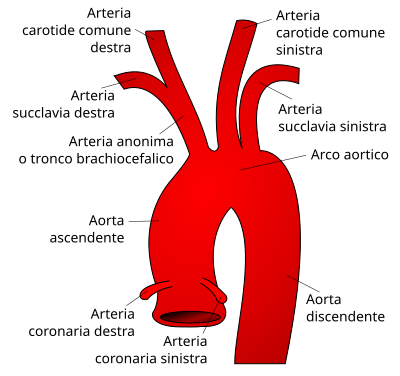 Arteria carotide comune