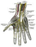 Thumbnail for Anterior interosseous nerve