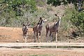 * Nomination Greater kudus (Tragelaphus strepsiceros) in Kruger National Park, South Africa --Bgag 00:08, 17 October 2018 (UTC) * Promotion Good quality. -- Johann Jaritz 02:25, 17 October 2018 (UTC)