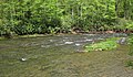 Greenbrier River (downstream from Durbin, West Virginia, USA) 5 (27781547015).jpg