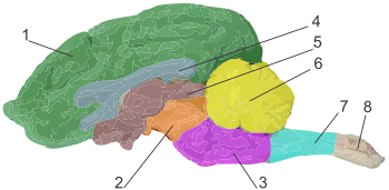 Схема строения головного мозга собаки. 1 — Передний (конечный) мозг, 2 — средний мозг, 3 — мост, 4 — мозолистое тело, 5 — промежуточный мозг, 6 — мозжечок, 7 — продолговатый мозг, 8 — спинной мозг