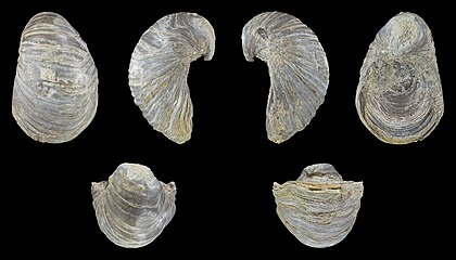 Gryphaea arcuata Lamarck, 1801, unha-do-diabo; altura 4,5 cm; Jurássico negro α III. Gryphaea arcuata é uma espécie extinta de ostra, um molusco bivalve da família Gryphaeidae. (definição 15 400 × 8 800)