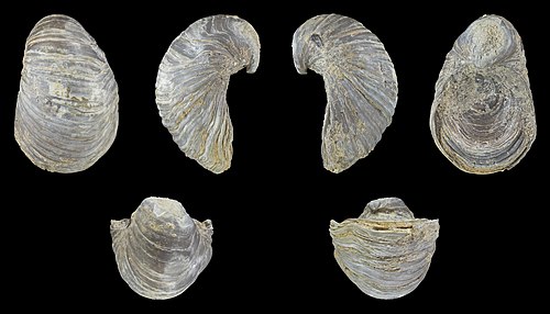 Gryphaea arcuata, Devil's Toenail; height 4.5 cm; Black Jurassic α III; nearEngstlatt, Baden-Württemberg, Germany