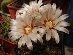 Gymnocalycium erinaceum var. paucisquamosum