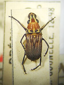 Gymnognathus comptus Jordan, 1904 Type.jpg