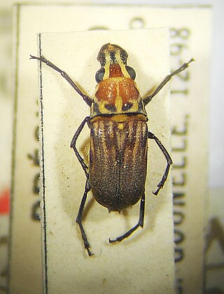 <i>Gymnognathus</i> Genus of beetles