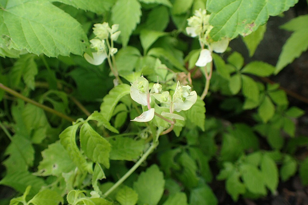 Gynostemma pentaphyllum