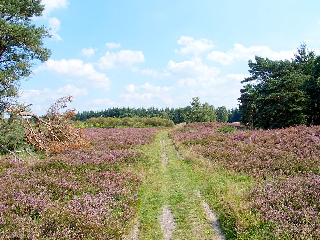 Hügelgräber-Heide bei Kirchlinteln