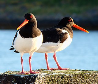 <span class="mw-page-title-main">Eurasian oystercatcher</span> Species of bird