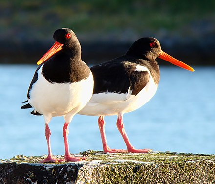 Птицы обитающие в норвегии. Haematopus ostralegus. Кулик сорока. Кулик птица с красным клювом. Кулик сорока птица.