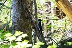 Thumbnail for File:Hairy woodpecker (51349653465).jpg