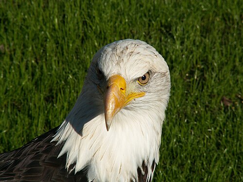 Haliaeetus leucocephalus gaze