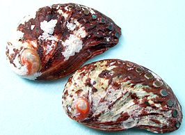 Haliotis spadicea