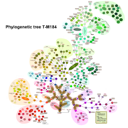 Haplogroup T-M184 tree.png