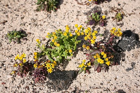 Senecio_leucanthemifolius