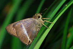 Hasora taminatus vairacana.jpg