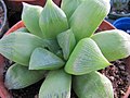 Haworthia cymbiformis