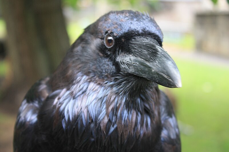 File:Head of Raven.jpg