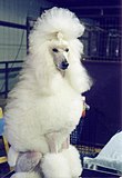 White Standard Poodle. Continental clip