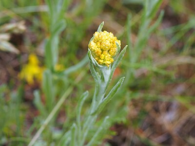 [Chroniony] Kocanki piaskowe (Helichrysum arenarium), wydmy, wydma brunatna, 2020-06-29