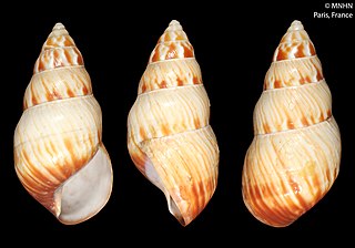 <i>Flammulina</i> (gastropod) Genus of gastropods