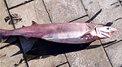 Thumbnail for Sharpnose sevengill shark
