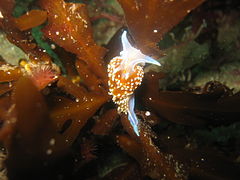 Description de l'image Hermissenda crassicornis2.JPG.