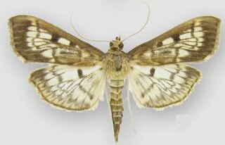 <i>Herpetogramma thestealis</i> Species of moth