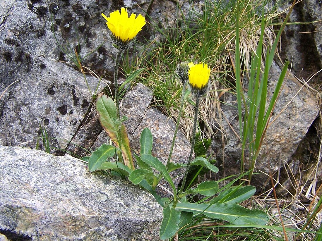 Hieracium alpinum