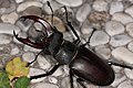 Lucanus cervus