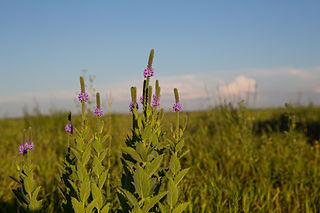 Glacial Ridge National Wildlife Refuge National wildlife refuge in Minnesota, United States