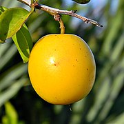 Frucht von Ximenia americana, die an einem Zweig hängt