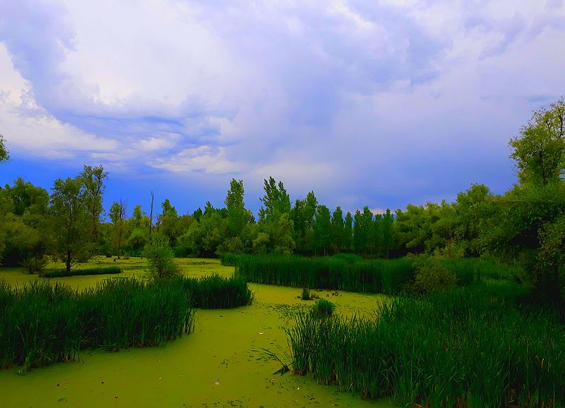 File:Hokersar wetland.jpg