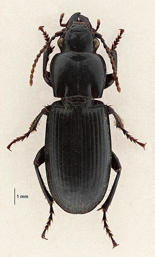 <i>Holcaspis brevicula</i> Species of beetle