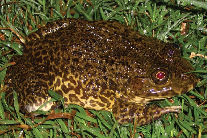 File:Hoplobatrachus rugulosus 2.jpg