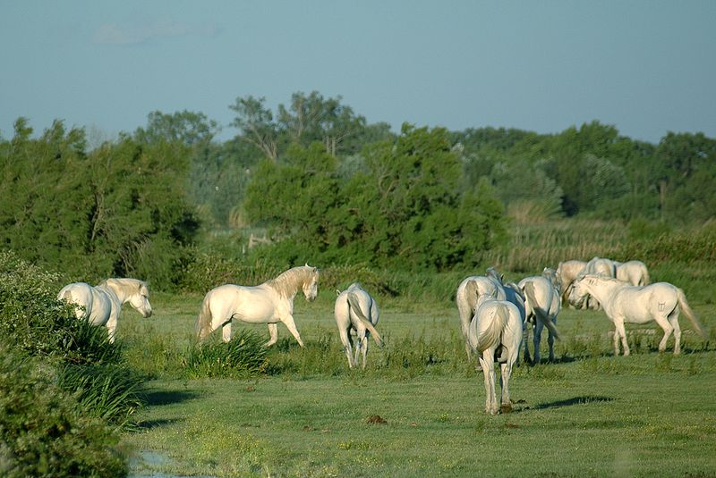 File:Horses in camargue.JPG