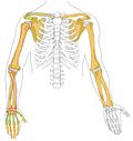 Thumbnail for File:Human arm bones diagram.jpg