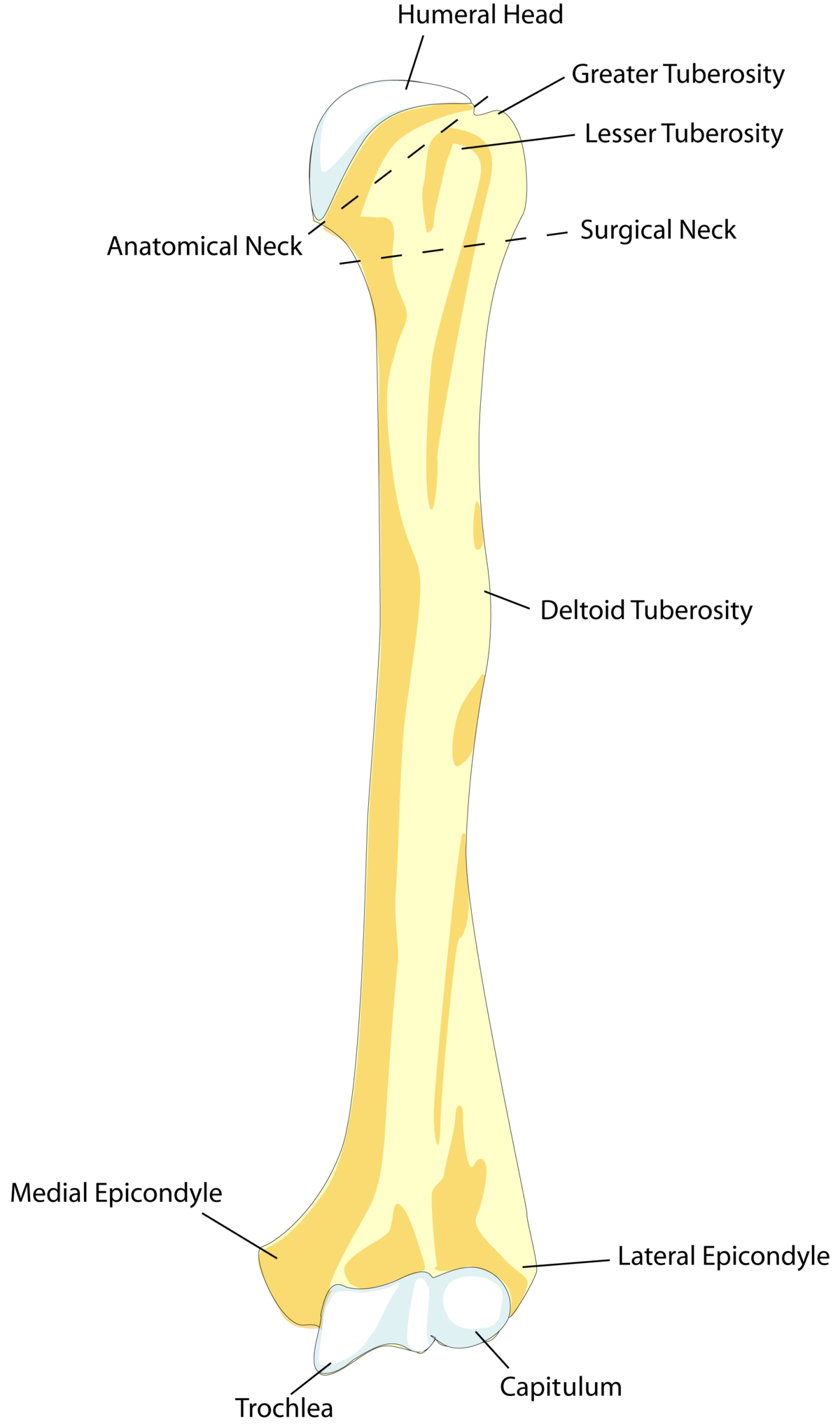 Difference Between Femur and Humerus  Compare the Difference Between  Similar Terms