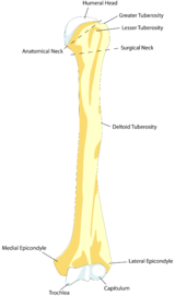 3: Partial frontal cutting of a typical long human bone. Humerus is