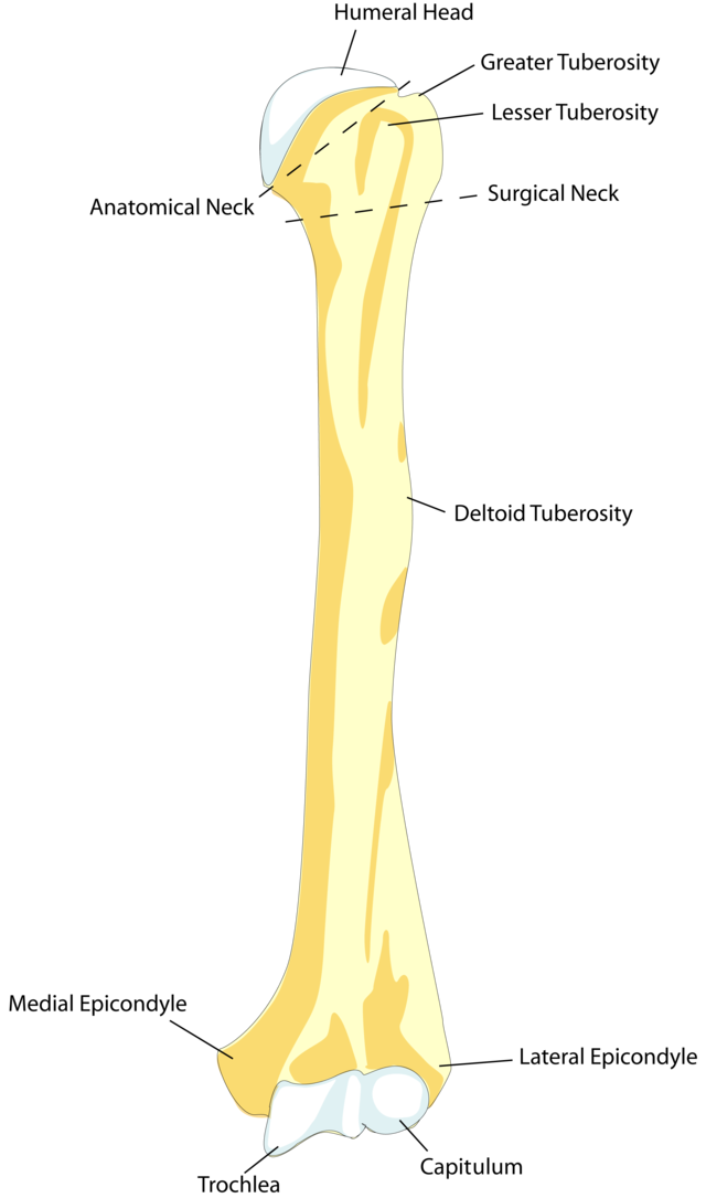 distal humerus anatomy posterior view