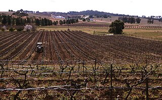 <span class="mw-page-title-main">Pokolbin, New South Wales</span> Suburb of Cessnock, New South Wales, Australia