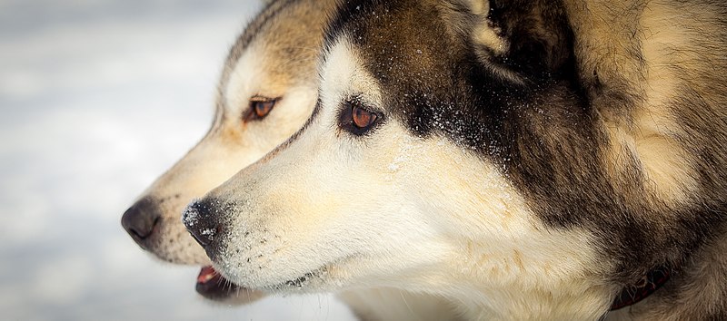 File:Huskioj en Iŝimo 41.jpg