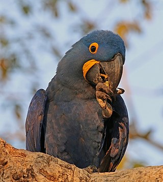 <span class="mw-page-title-main">Hyacinth macaw</span> Species of bird (parrot)