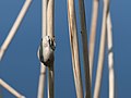 * Nomination Hyla arborea sitting on a reed. --Von.grzanka 12:31, 25 April 2011 (UTC) * Promotion Good quality --Ximonic 20:23, 29 April 2011 (UTC)