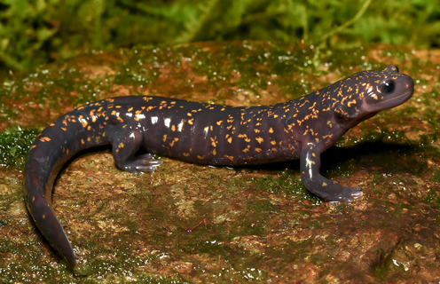 Male holotype of Hynobius fossigenus sp. nov. (ZMMU A-5862) in situ.