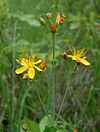 Hypericum pulchrum.jpg