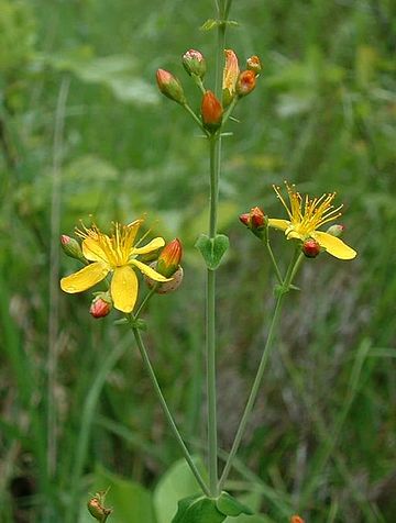 Millepertuis élégant