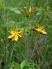 Hypericum pulchrum.jpg