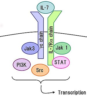 IL-7 receptor and signaling, common g chain (blue) and IL-7 receptor-a (green) IL-7receptor and signaling.jpg