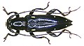 Ichthyodes acutipennis (Pascoe, 1867) (2945176872).jpg